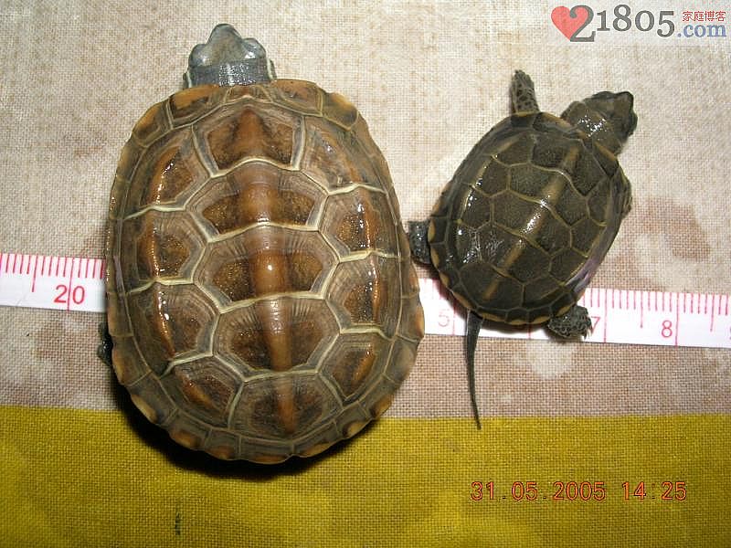 这次回家发现养了六年多的乌龟死了