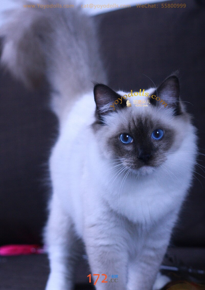 美猫照片一组