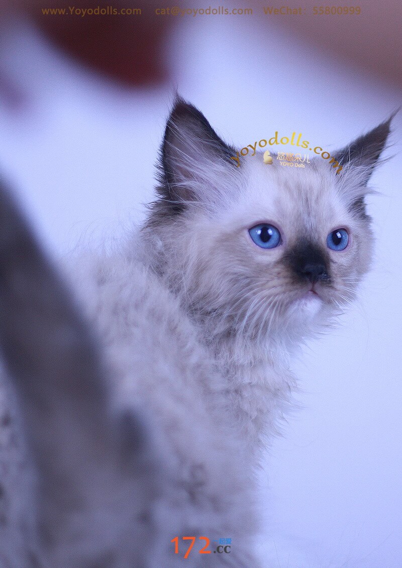 美猫照片一组
