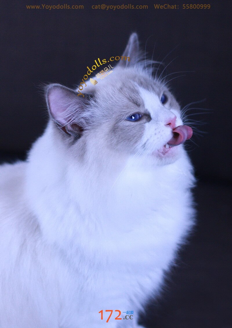 美猫照片一组
