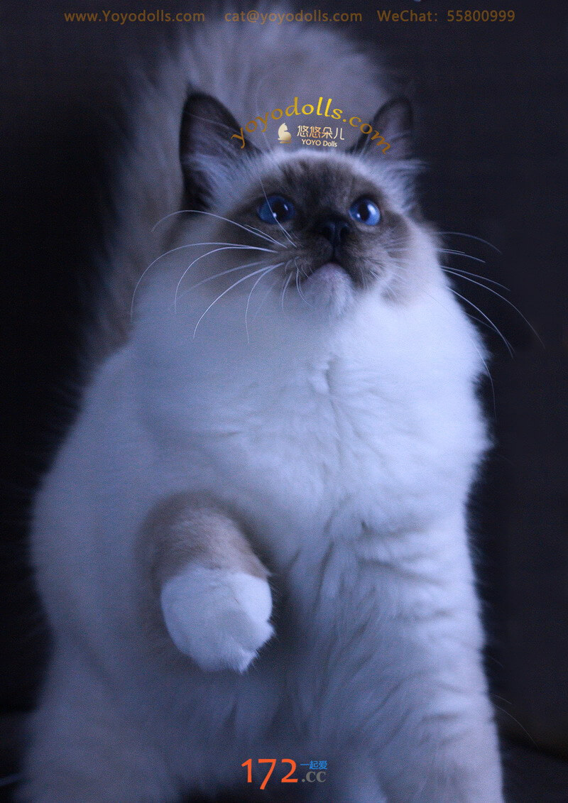 美猫照片一组