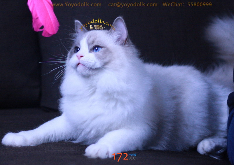 美猫照片一组